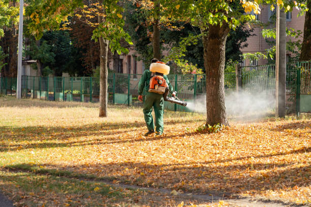Flea Control Services in North Bend, NE