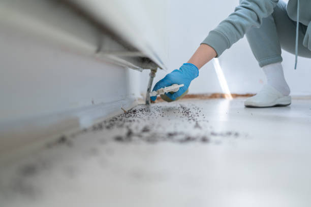 Best Wasp Removal Services  in North Bend, NE